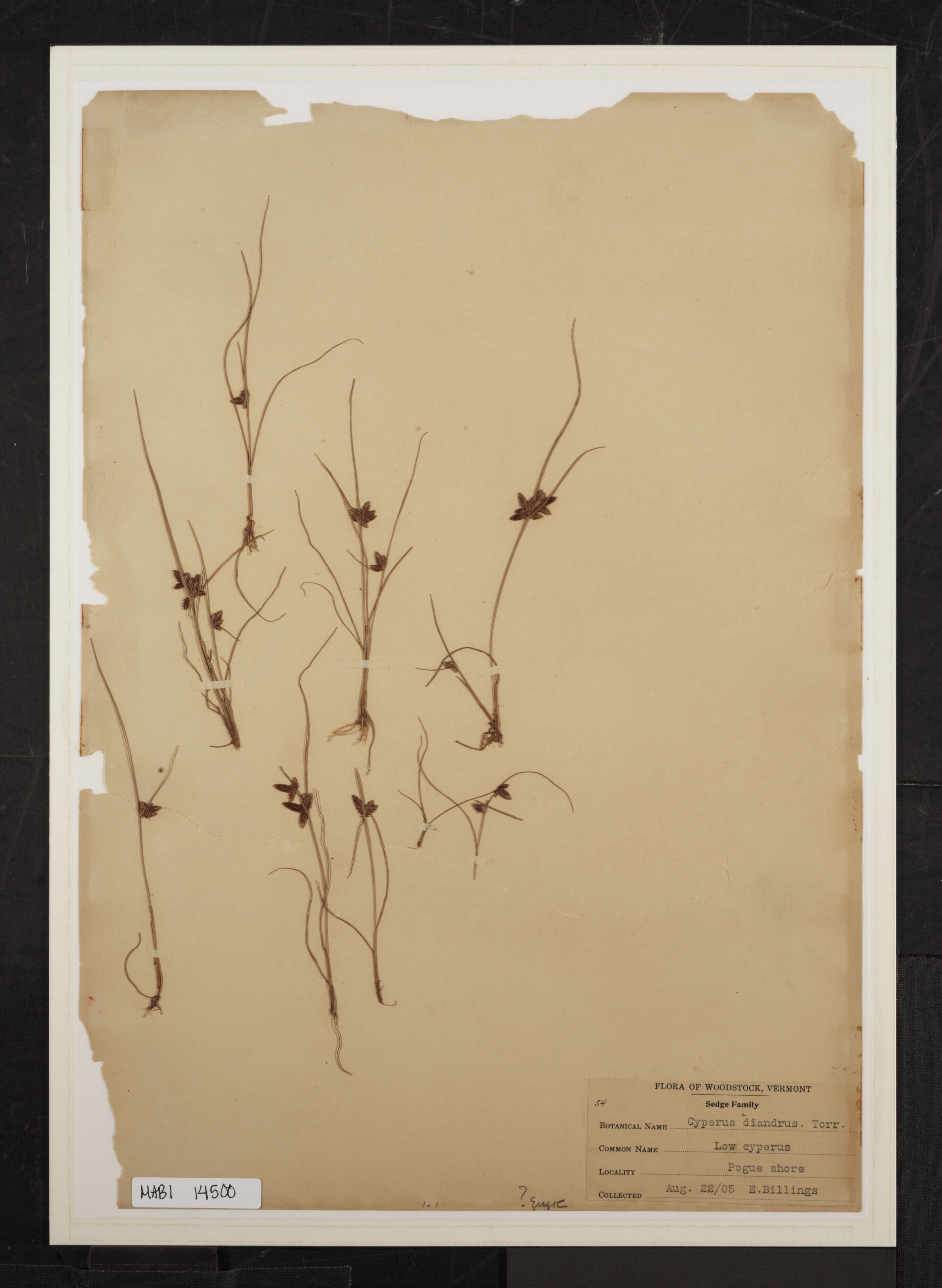 Preserved biological specimen on paper.