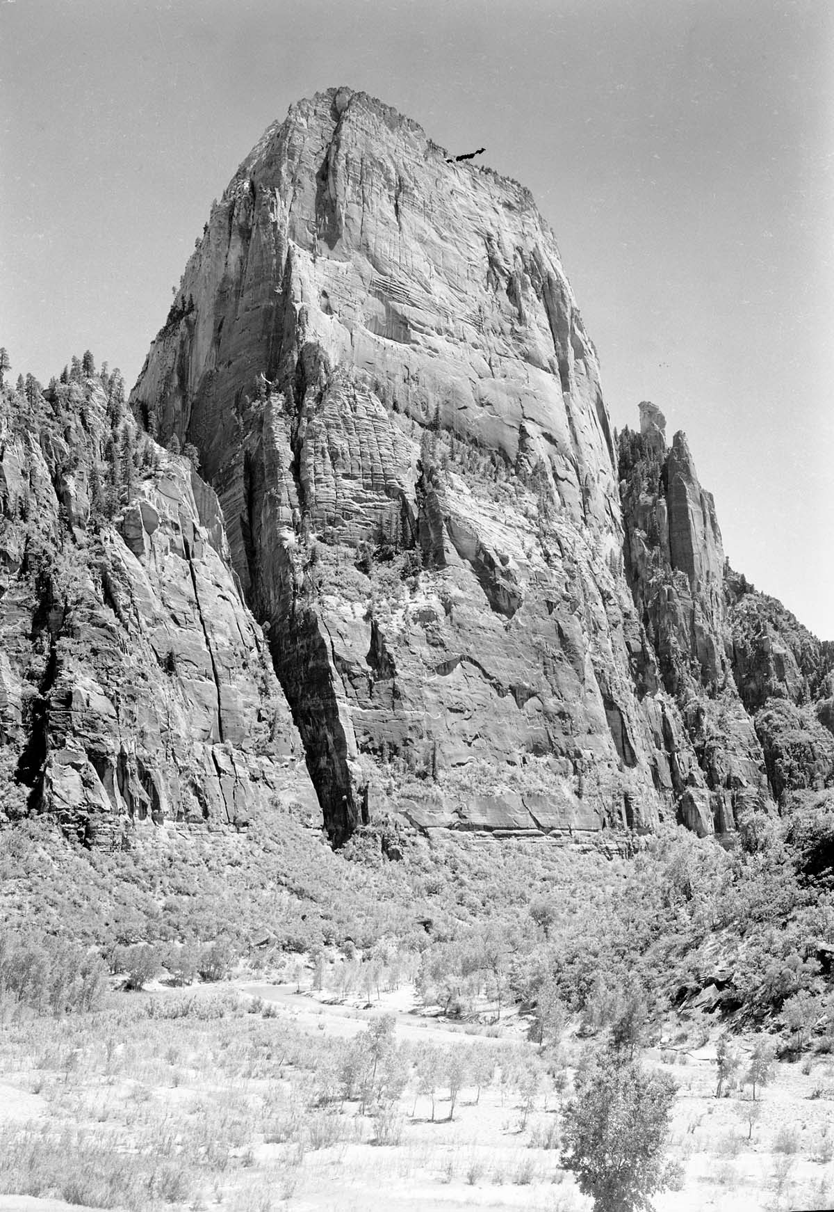 The Great White Throne, with planting along Virgin River riverbed at Big Bend in foreground (revegetation project).