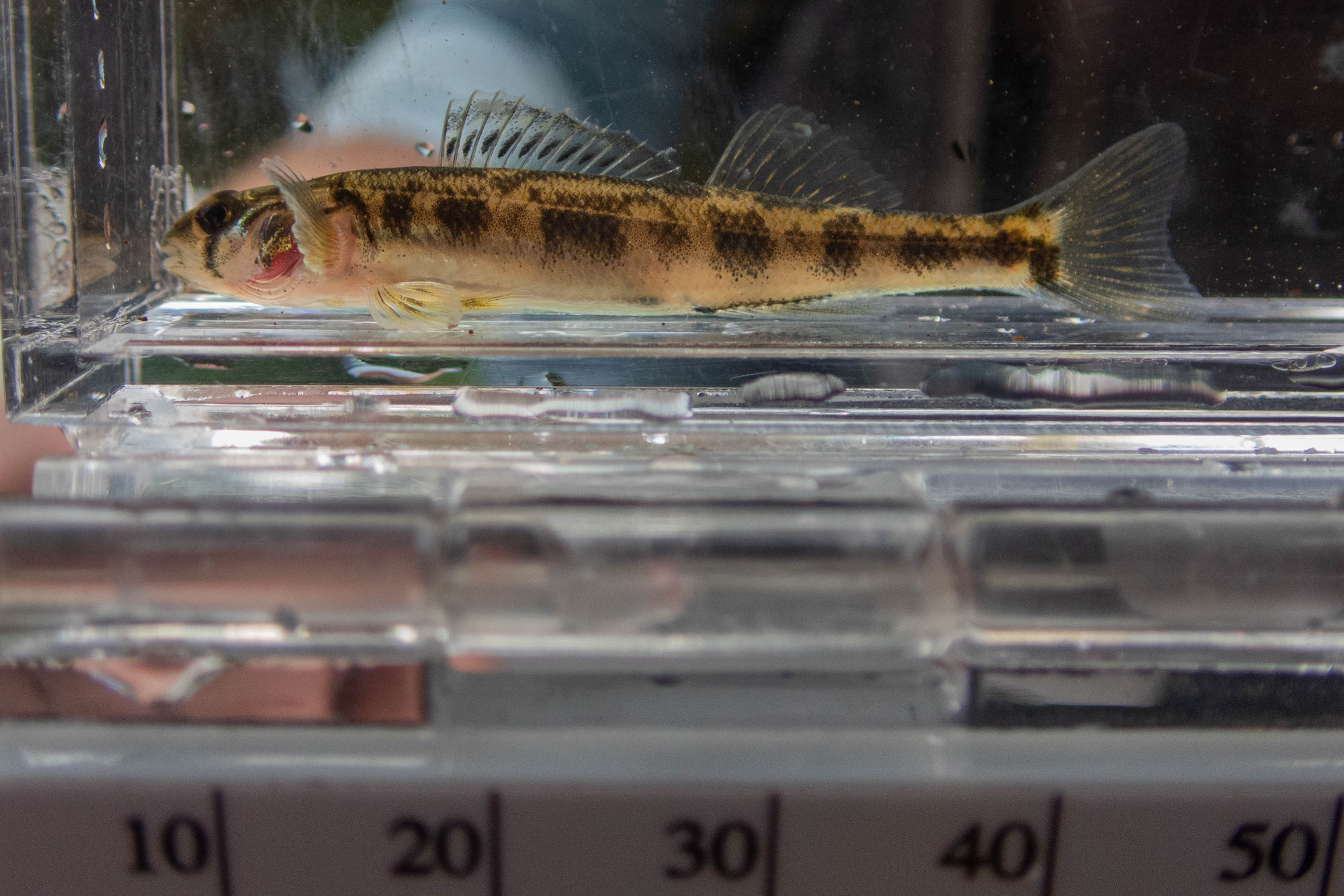 Percina peltata (shield darter) - full body, small adult