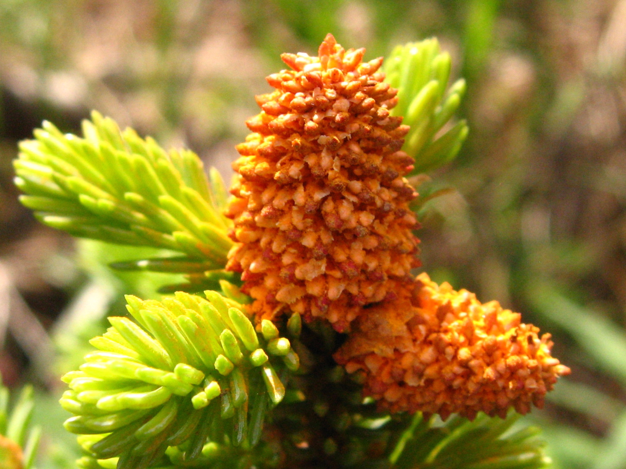 orange spruce tips