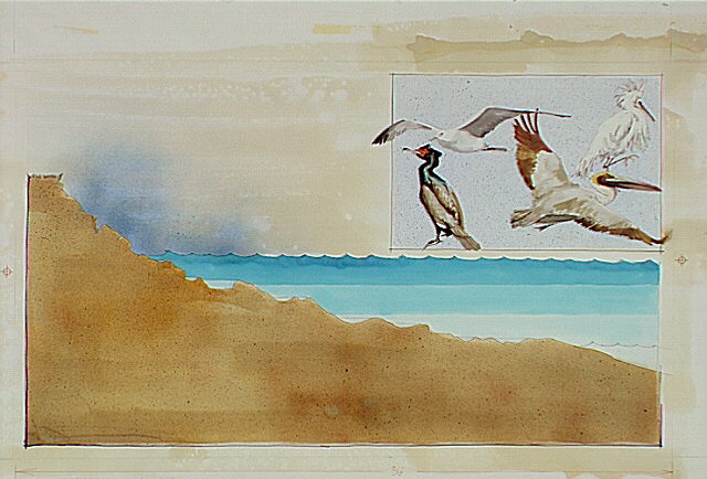 Diagram of the intertidal area showing tidal zones which include: Splash zone, High-tide zone, Mid-tide zone, and Low-tide zone. Insets of birds common to the intertidal area including: Cormorant, Western gull, Snowy egret, and Brown pelican.