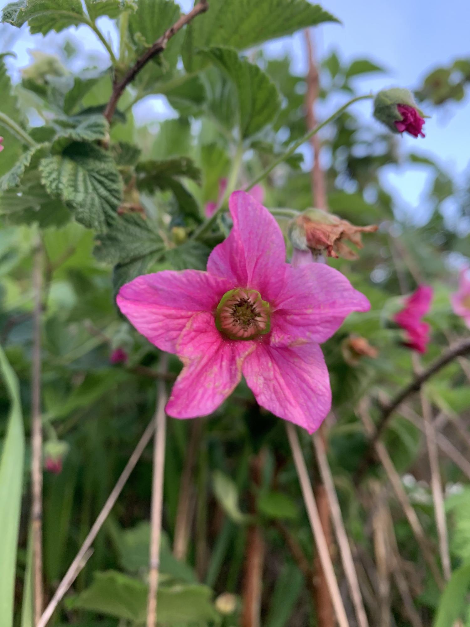 A star shaped magenta flower with five petals surrounding a center of tightly grouped pistils. Pink veins and slight ridges line down each petal. Several small flower buds hang in the background; one unopened, one partially open and another with dried petals. Several deeply veined leaves with serrated edges stem off of a branch behind the magenta flower.