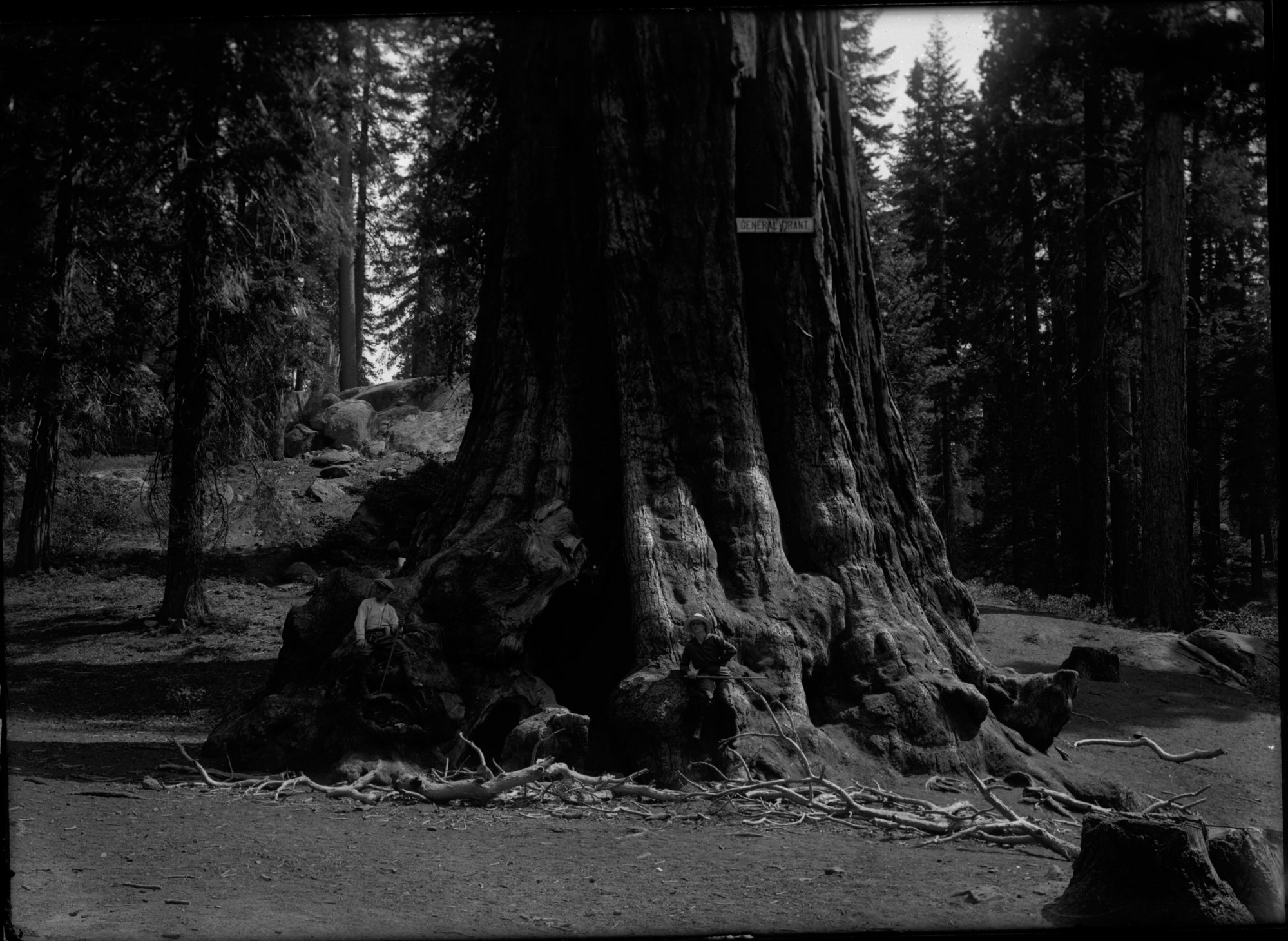 SEKI Roberts Collection Series: 1 Glass Plates; 1 Small glass plates; 13 Sequoias