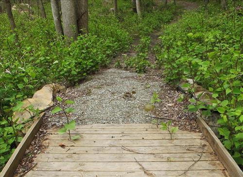 Nuttallburg Invasive Vegetation