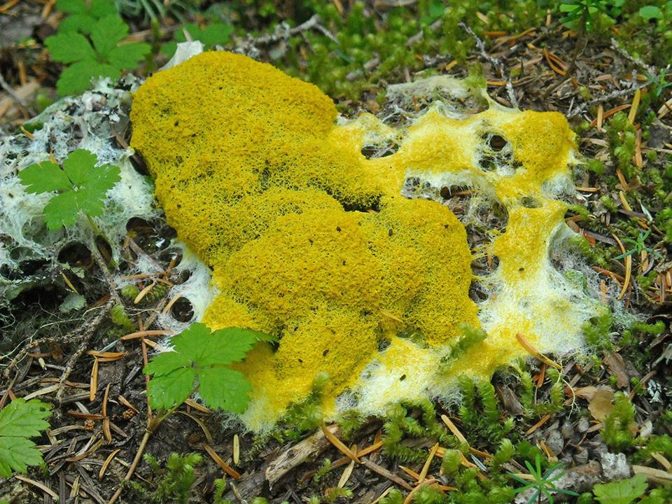 A patch of yellow slime mold spreads over organic debris on the forest floor.