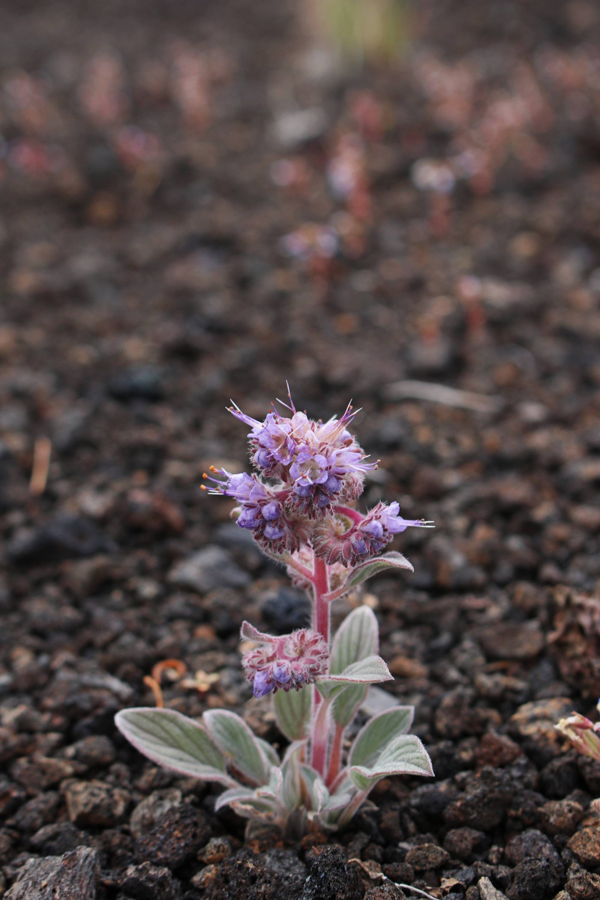 a small plant with silvery leaves, a red stem, and clusters of small lavender flowers
