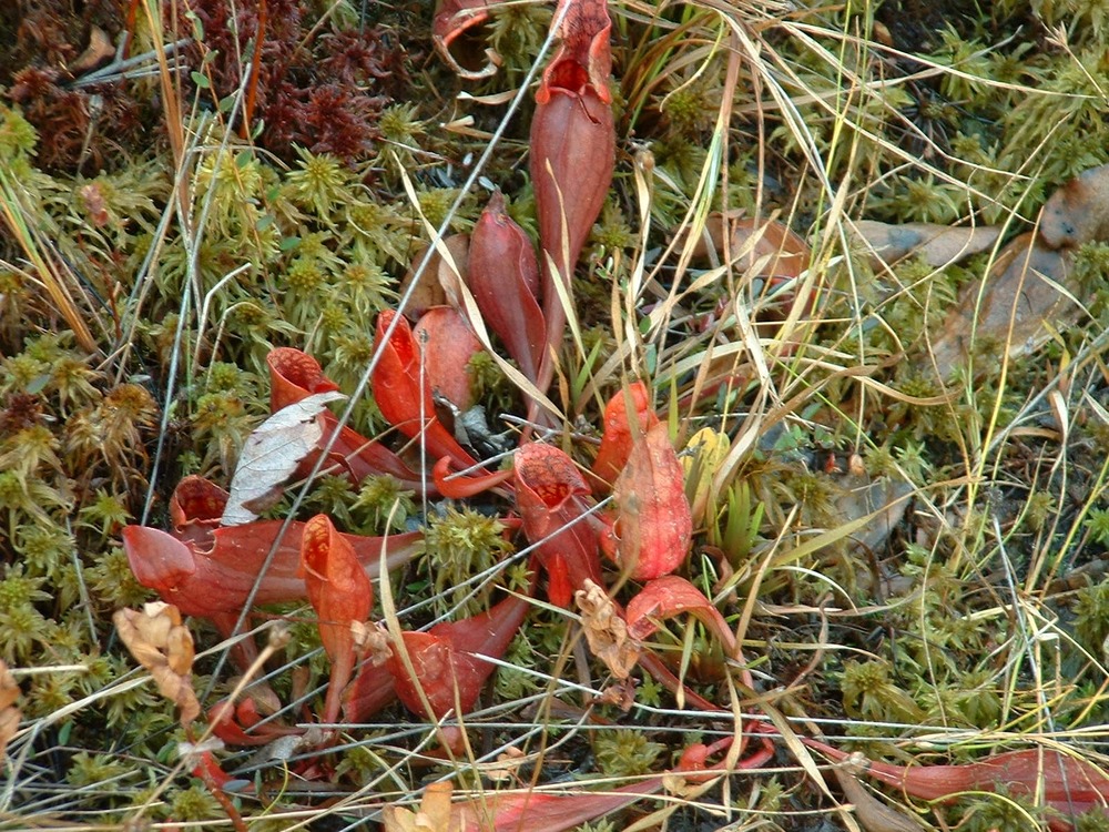 Pitcher Plant found in Pinhook Bog.