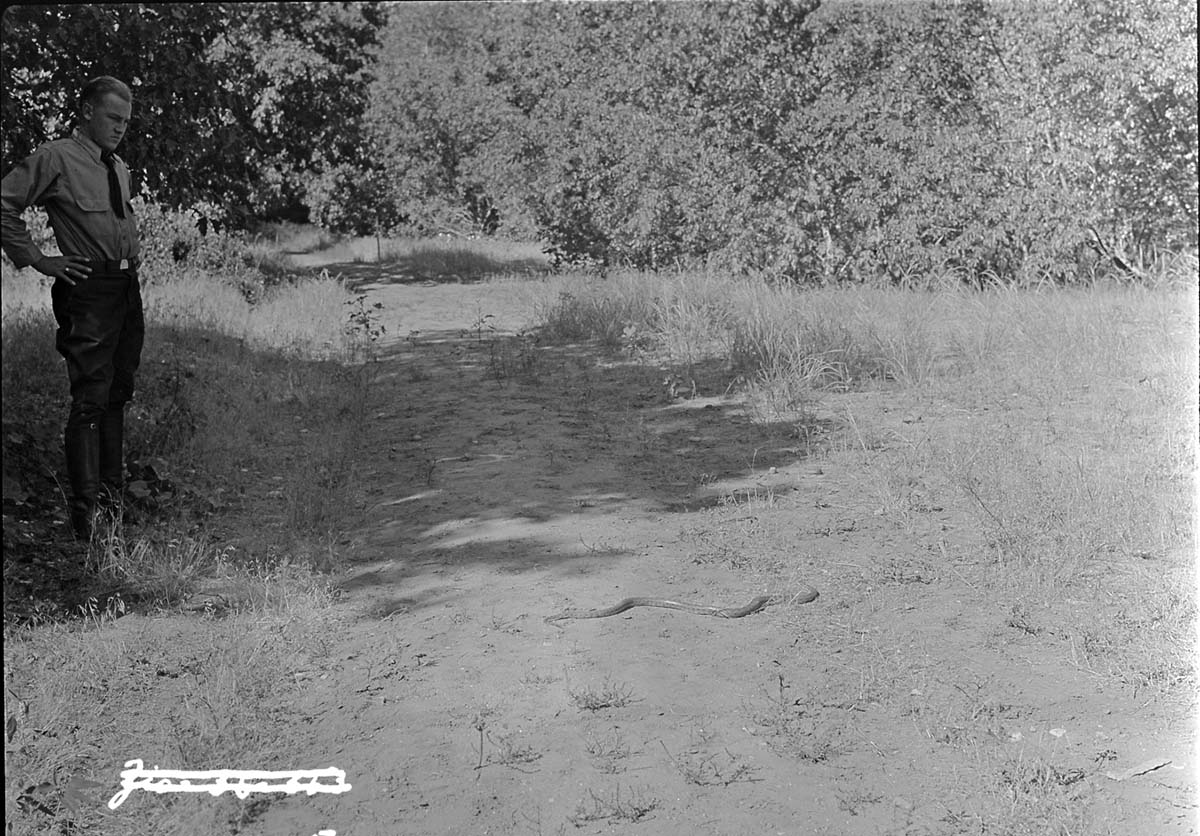 A young gopher snake on a trail.