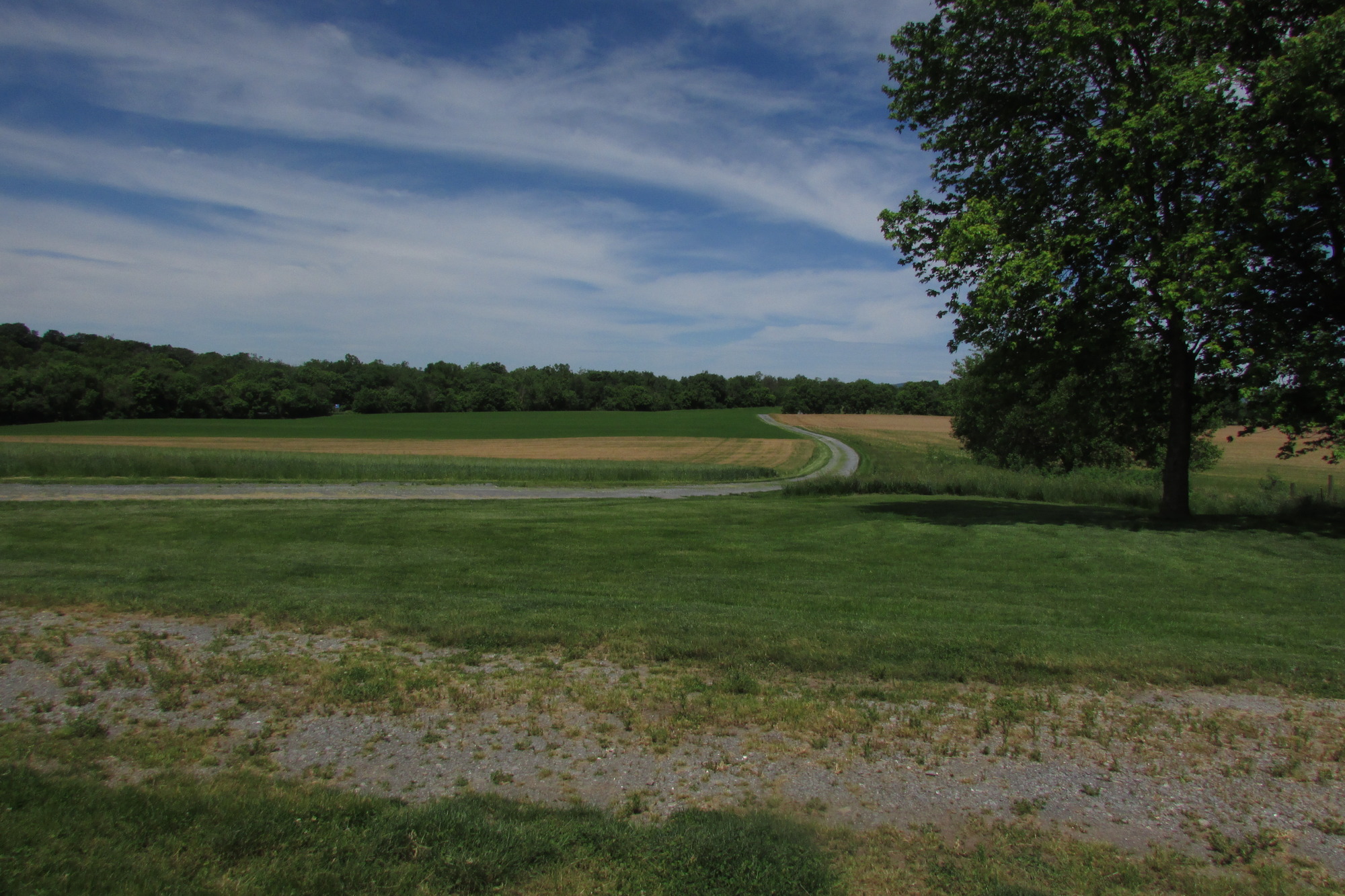 A trace road in the foreground and a curving road extending through an open field, with a leafy tree to the right.