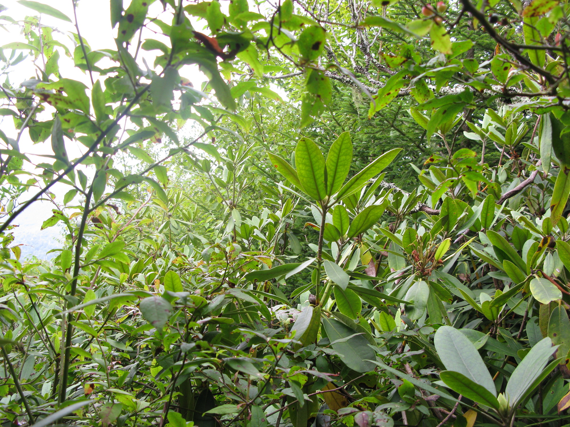 GRSM Accuracy Assessment. Plot Code: GRSM_AA_0311_6