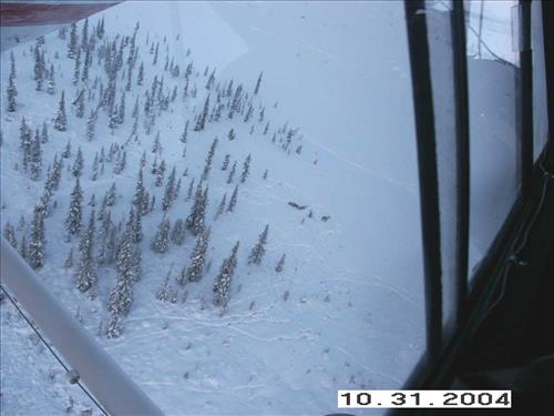 8 Gates of the Arctic National Park and Preserve Koyukuk Moose Survey 2004