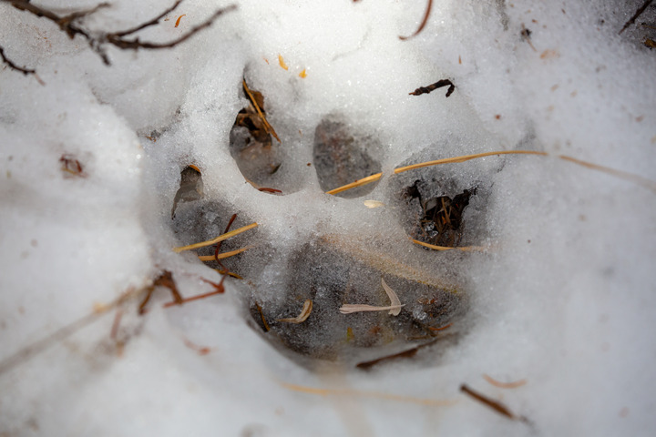 A foot print in the snow showing one pad and four toe prints