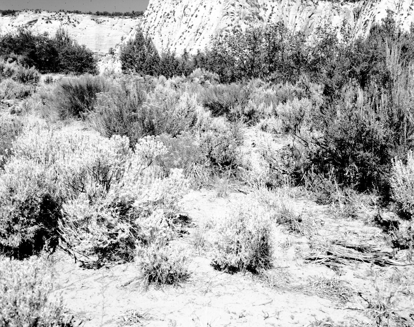 A juniper and pinyon forest (foreground). Exhibit 21-2.