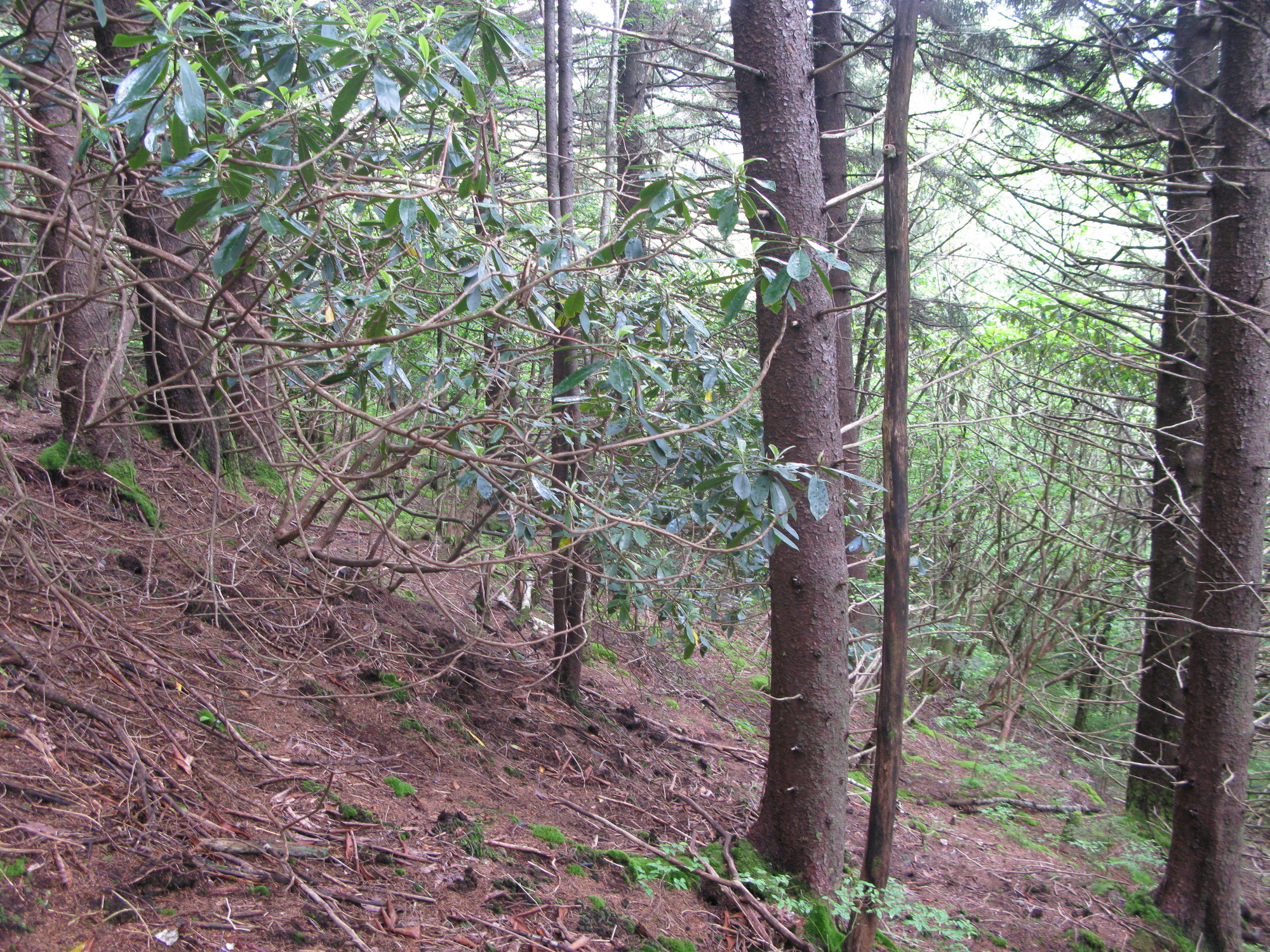 GRSM Accuracy Assessment. Plot Code: GRSM_AA_0525_3