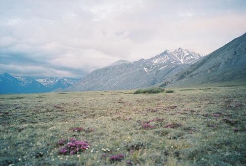 7 Gates of the Arctic National Park and Preserve Itkillik Birds Survey June 2006