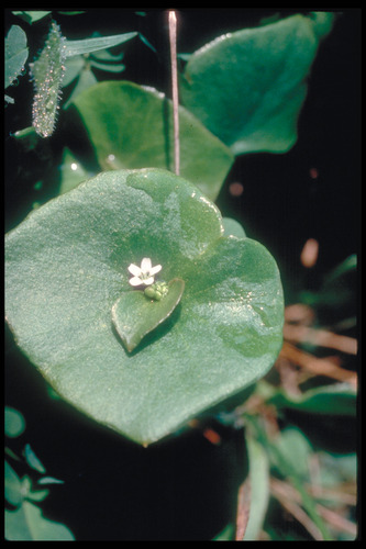 J48C2_Miners_lettuce