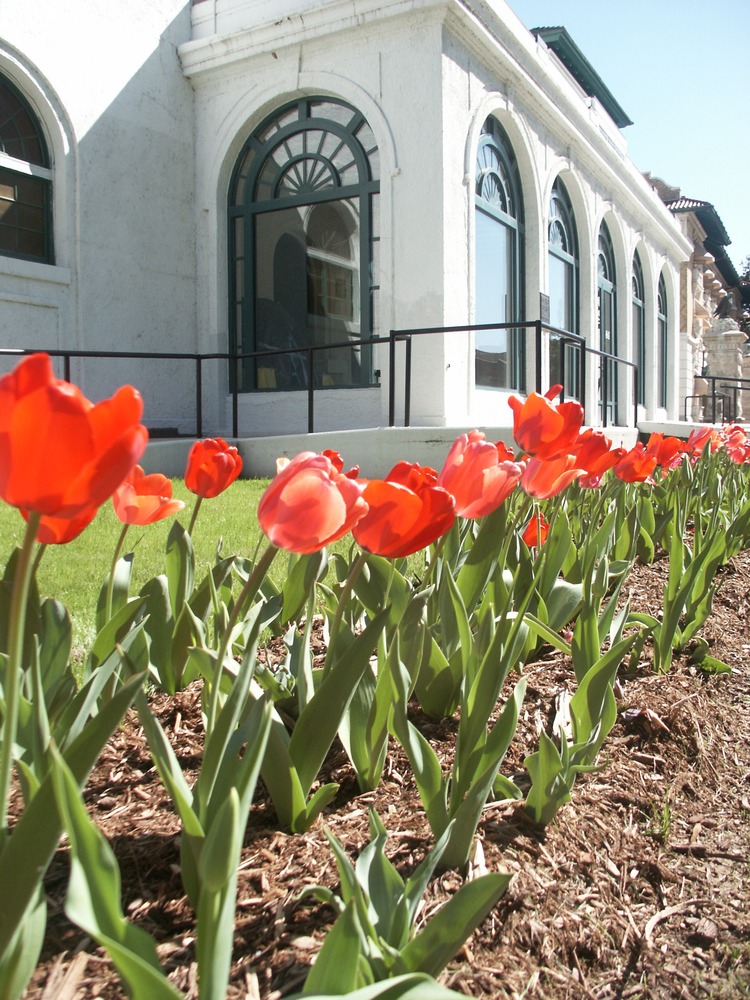 Three rows of red tulips in a bed in the yard of the Maurice Bathhouse, which can be seen in the background.