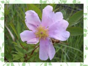 Photo of Swamp Rose flower