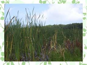 Photo of Exotic Cattails