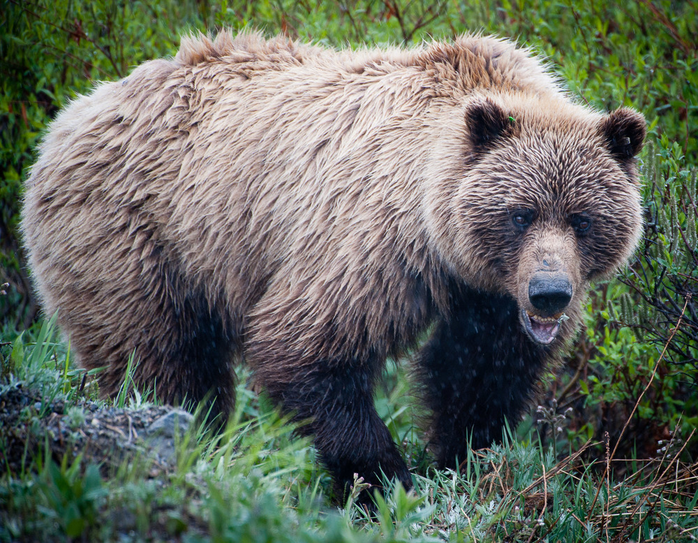 a large bear eating plants