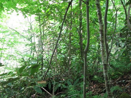 GRSM Accuracy Assessment. Plot Code: GRSM_AA_0027_3