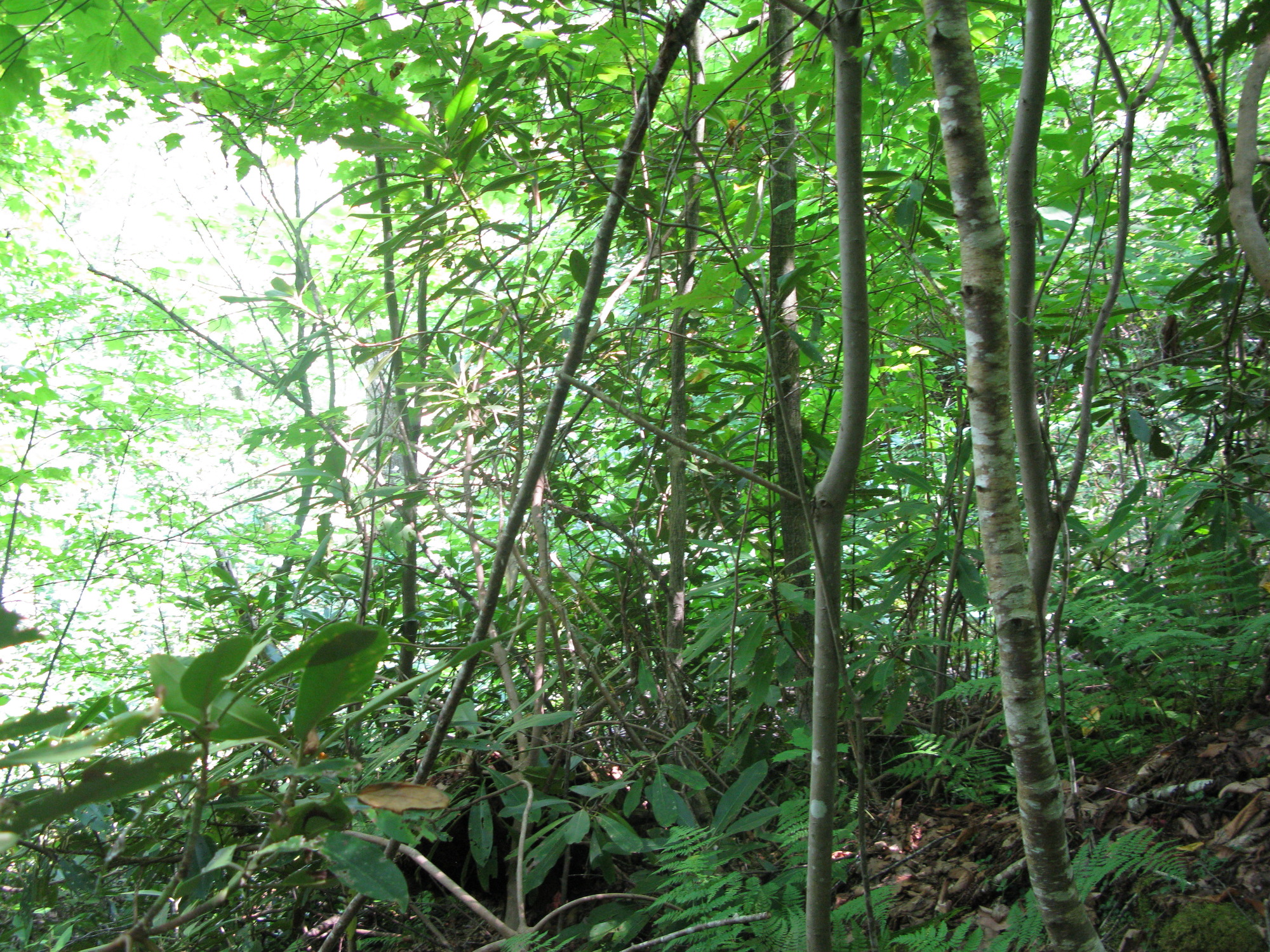 GRSM Accuracy Assessment. Plot Code: GRSM_AA_0027_3