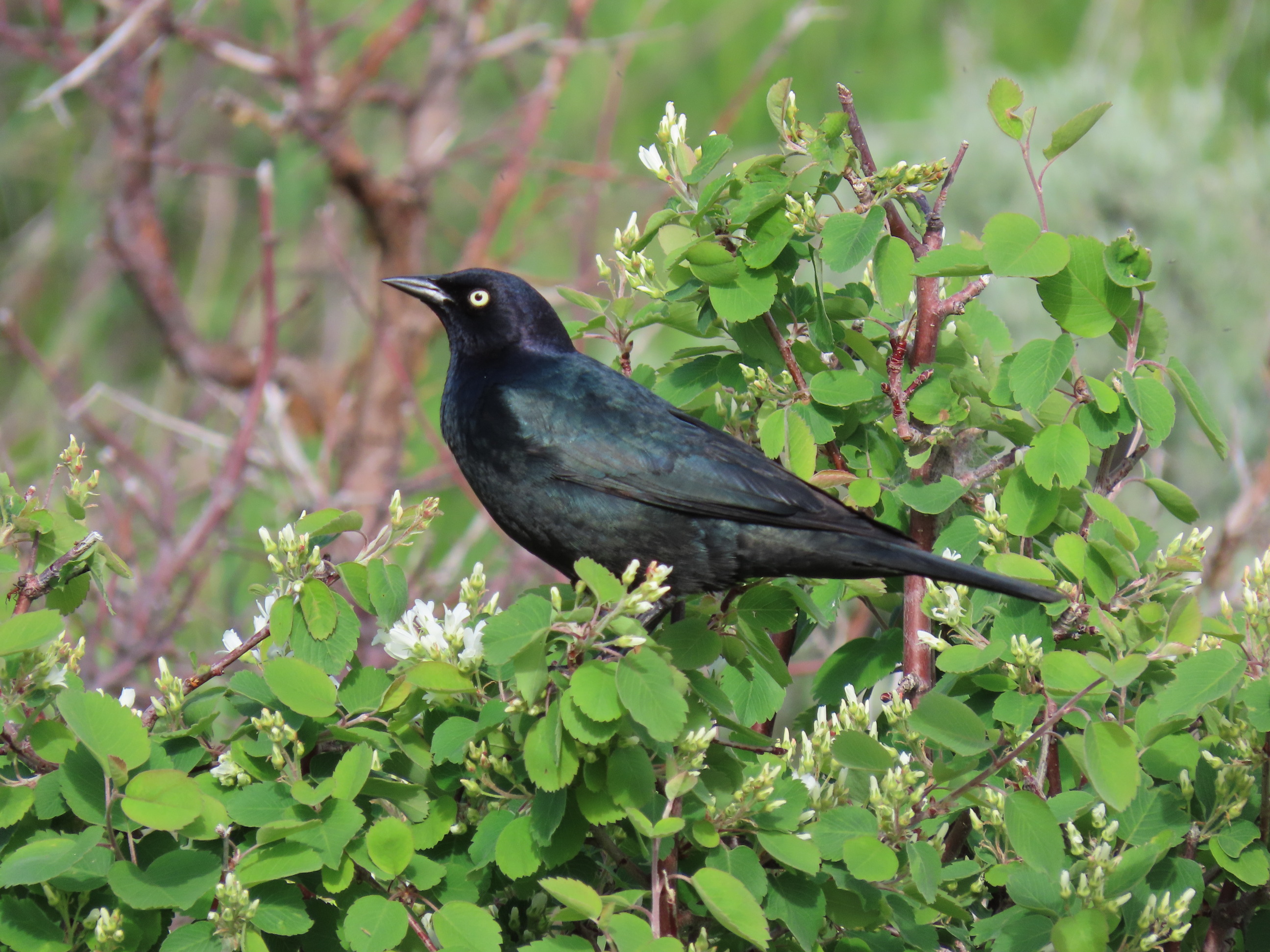 A black bird with a yellow eye sits in a bush with white flowers just beginning to pop out of buds.