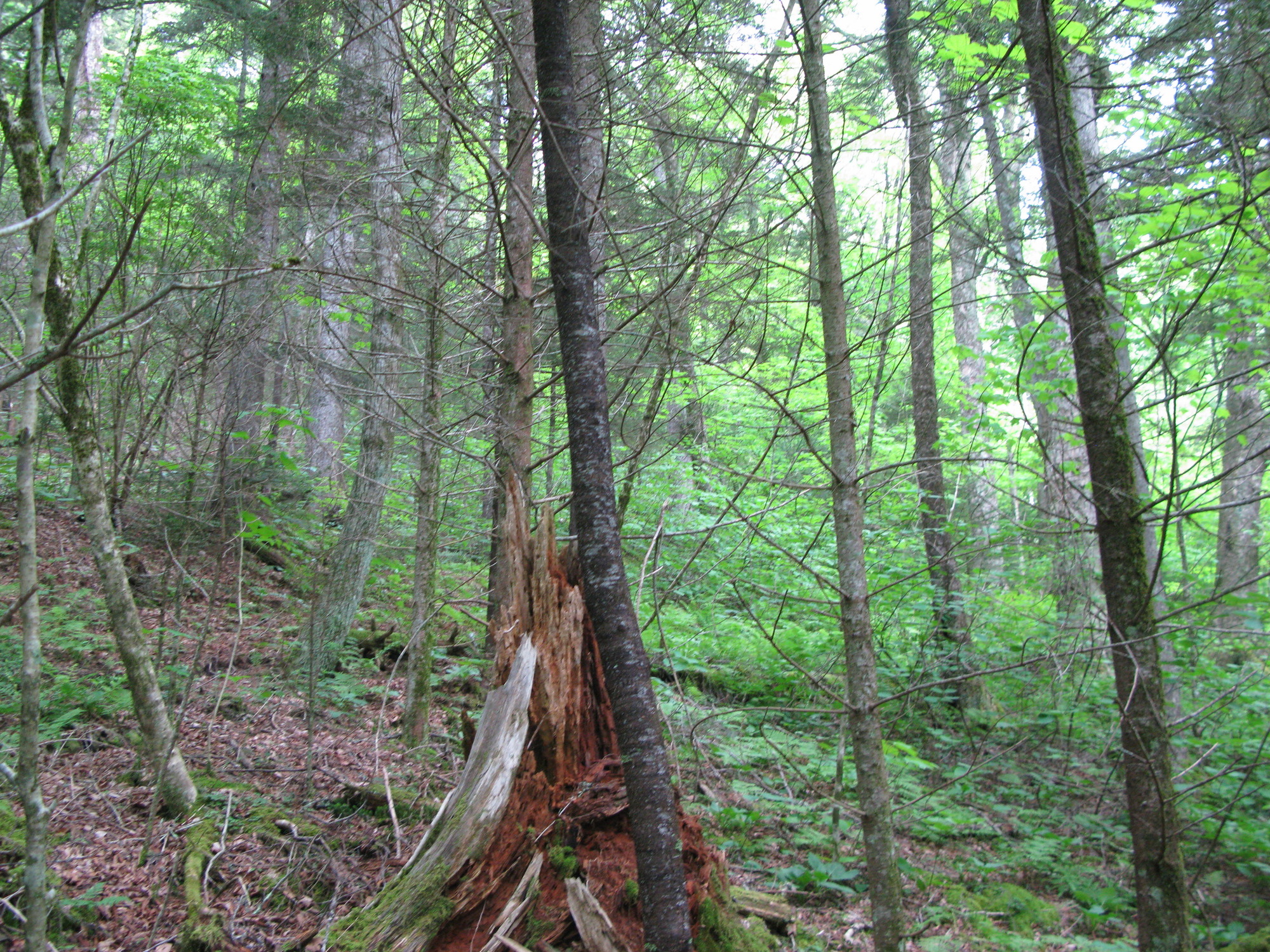 GRSM Accuracy Assessment. Plot Code: GRSM_AA_0107_5