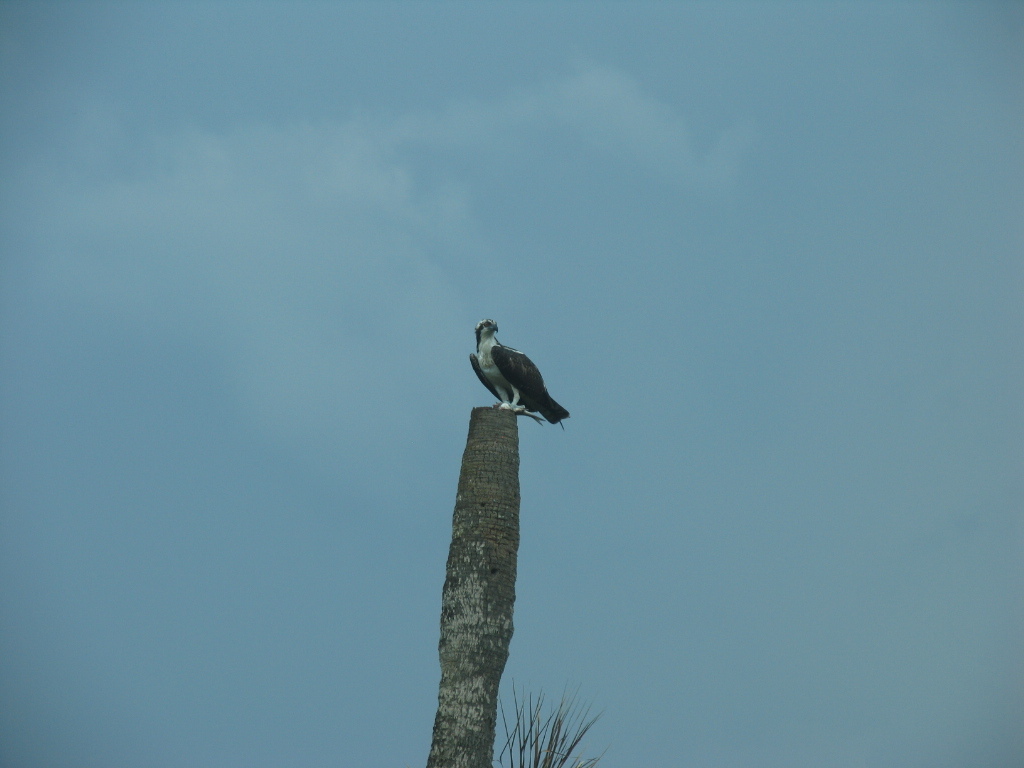 in the distance a white and brown sea hawk is perched on a palm tree stump