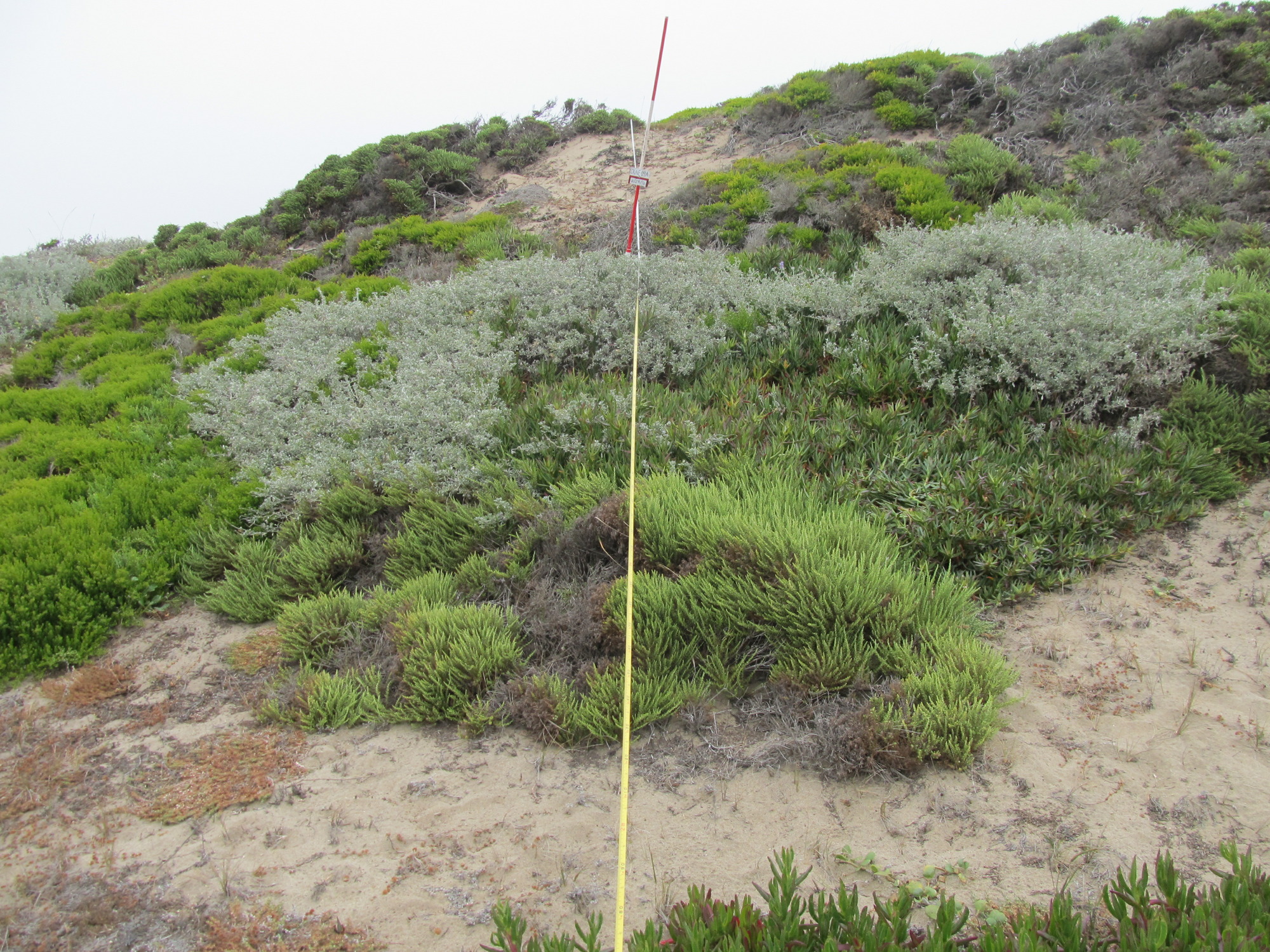 Eye-level view from the center point of a plant community monitoring plot