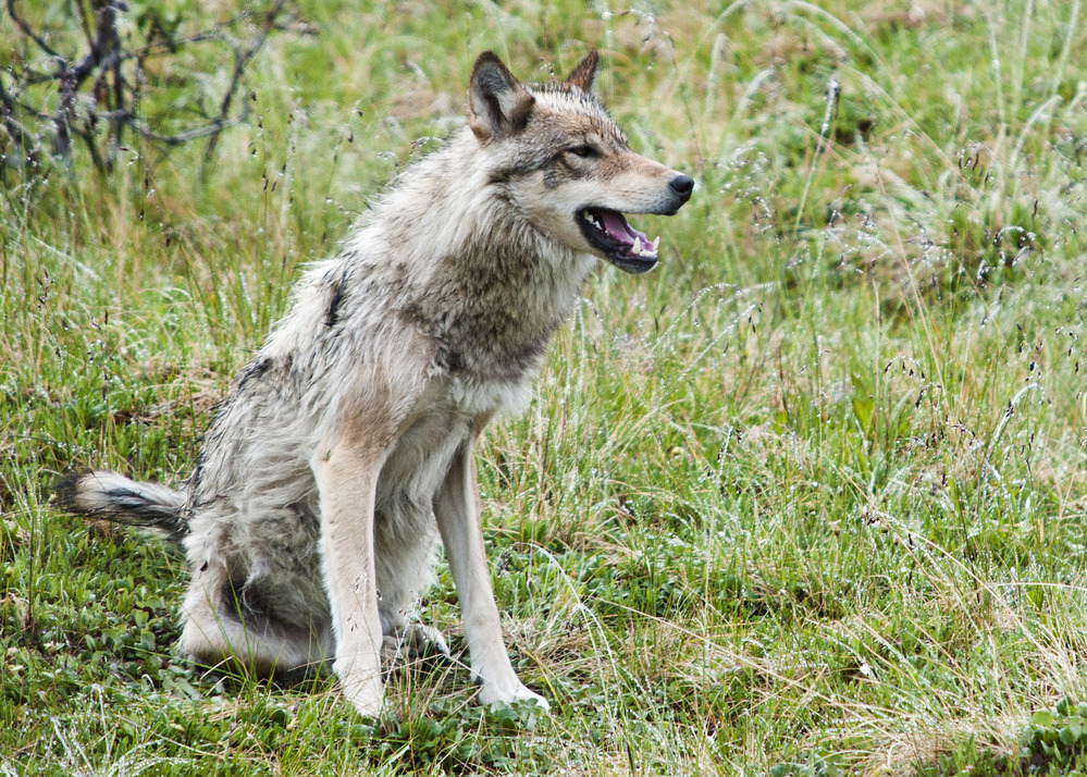 a damp wolf sitting in grass