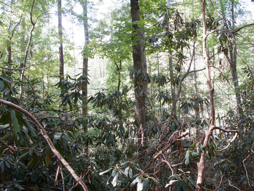 GRSM Accuracy Assessment. Plot Code: GRSM_AA_0779_5