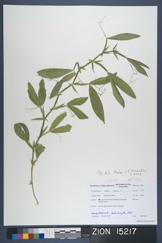 Herbarium Specimen Sheet 15217