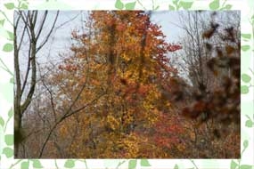 Photo of Cowles Bog Trail
