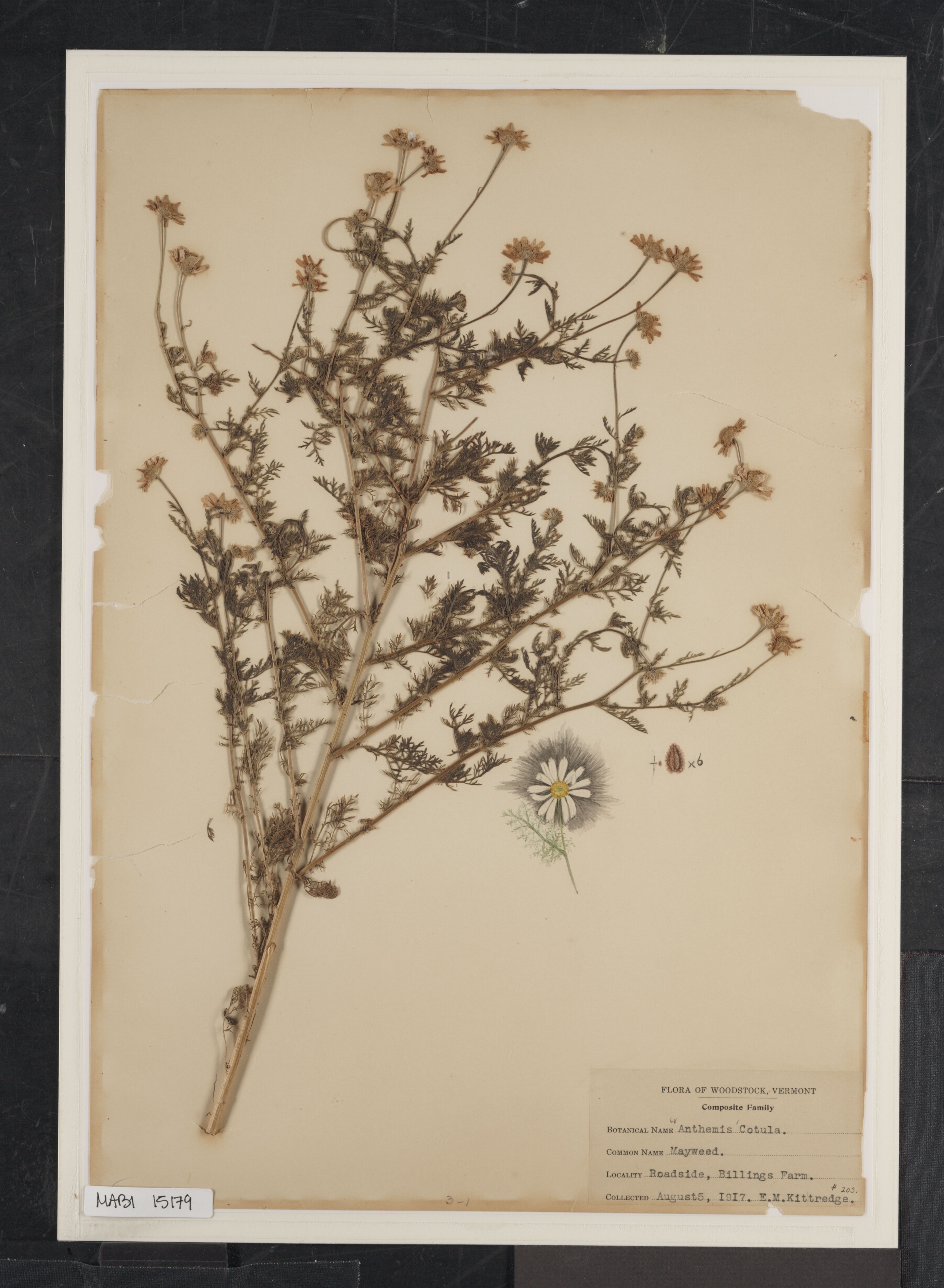 Preserved biological specimen on paper.