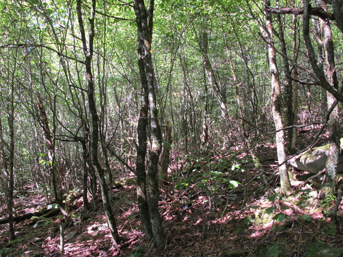 GRSM Accuracy Assessment. Plot Code: GRSM_AA_0893_5