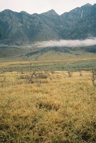 4 Gates of the Arctic National Park and Preserve Itkillik Bird Survey June 2006