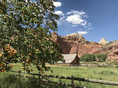 Orange apricots on green tree, in front of a fence with a green pasture, wooden barn, red cliffs, and blue sky with clouds in the background. 
