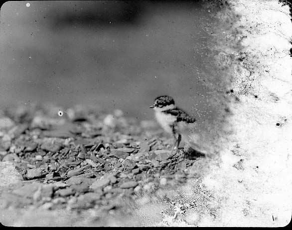 Semipalmated Plover