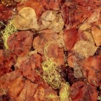 Close-up of yellow and orange Aspen leaves