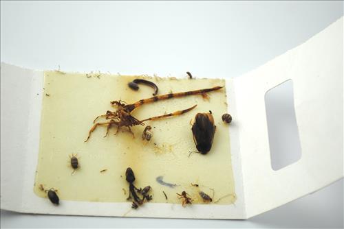 Bally Box with no work space for researchers at Kaloko-honokohau NHP Hawaii