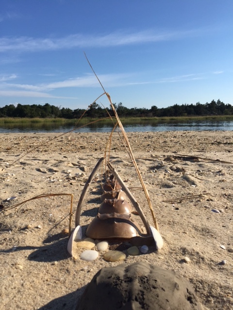 Row of Horseshoe Crabs on beach at Sandy Hook bayside