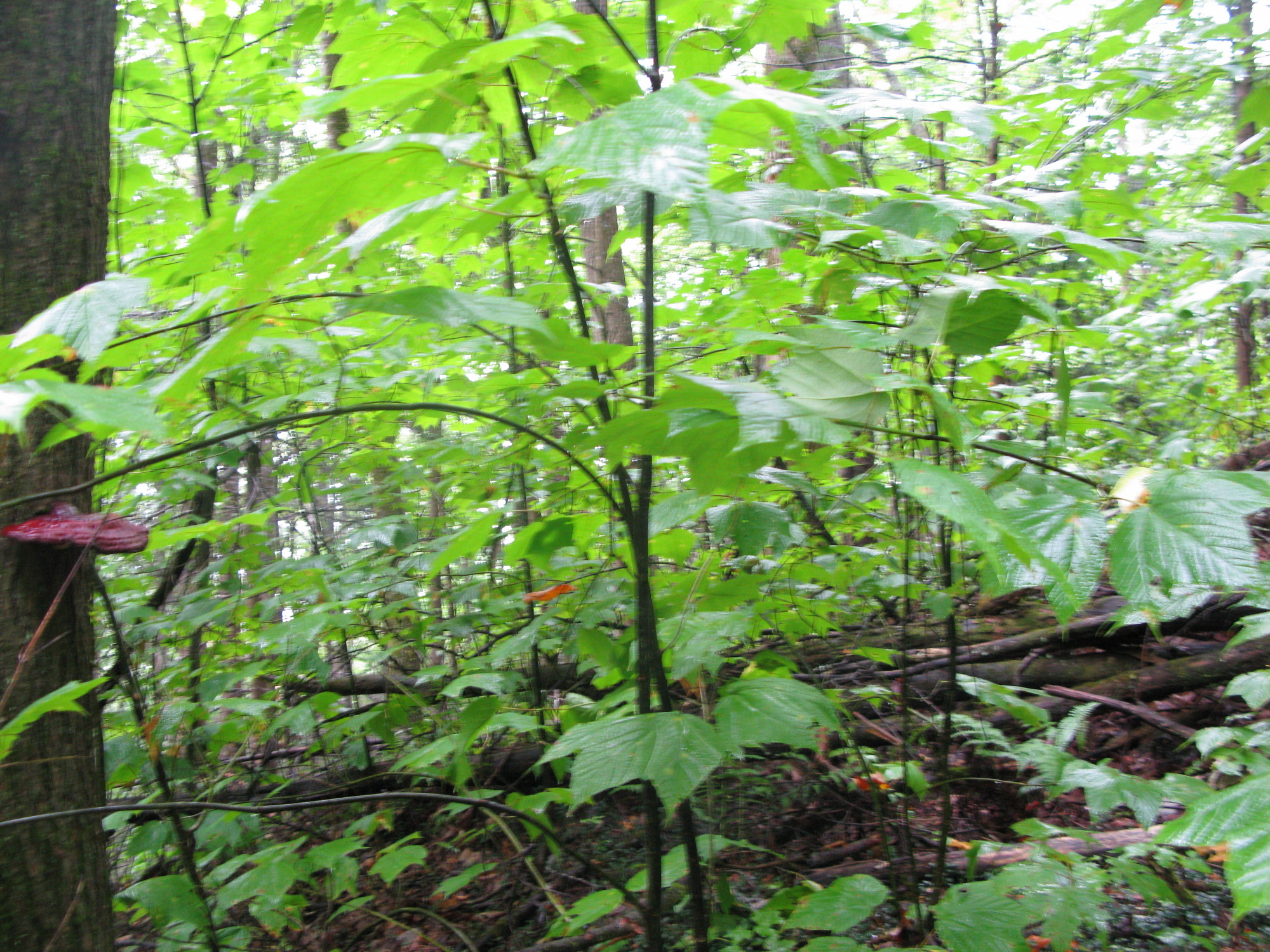 GRSM Accuracy Assessment. Plot Code: GRSM_AA_0124_3