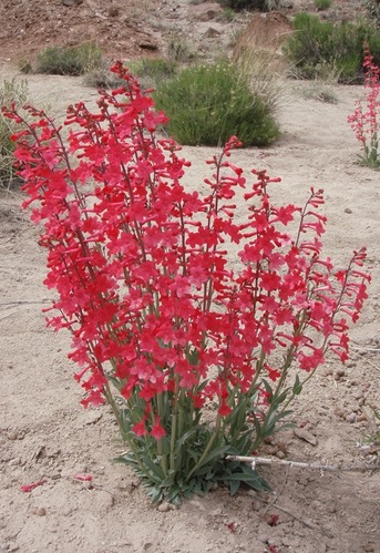 Utah Penstemon