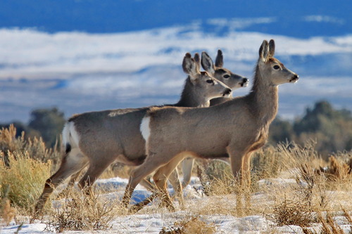Mule Deer