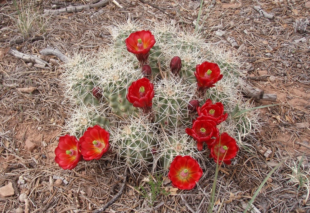 Claretcup Cactus