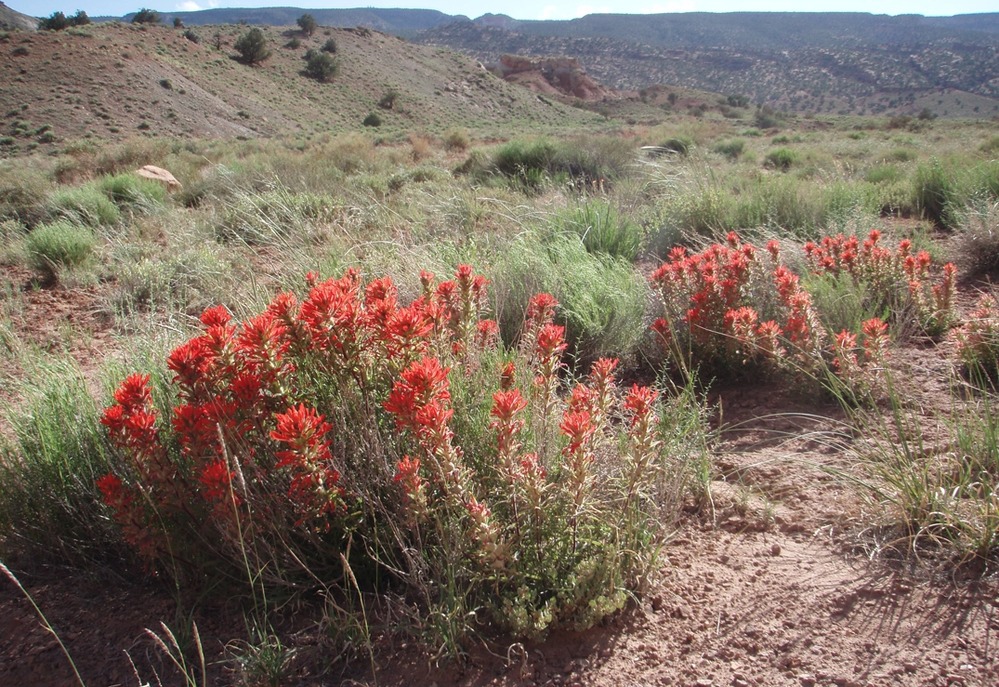 Indian Paintbrush