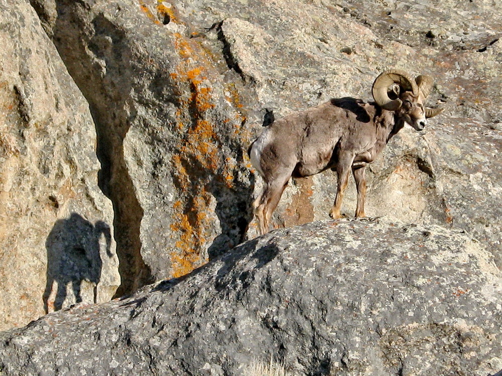 Bighorn Sheep