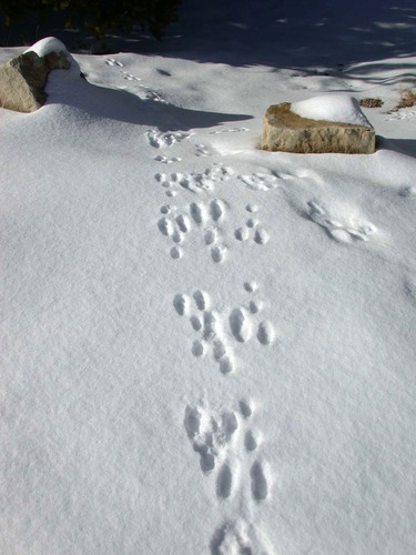 Cottontail Rabbit Tracks Near Plug Hat