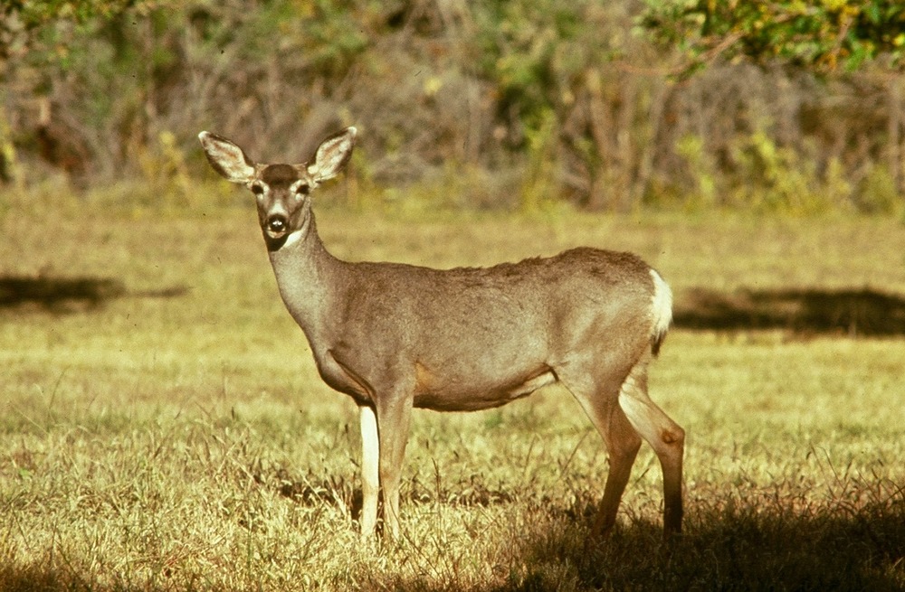 Deer